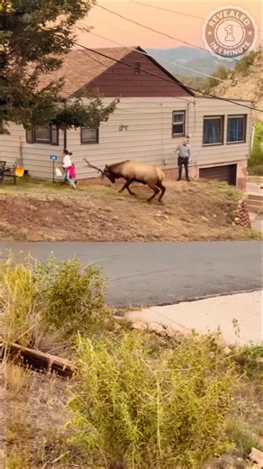 Don’t Mess With the Elk