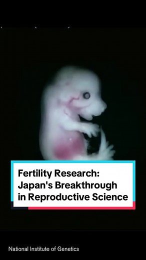 Researchers in Japan are rewriting the rules of reproduction. Scientists there have achieved a significant breakthrough by successfully deriving mouse eggs and sperm from skin cells from male mice. They went on to create viable mouse embryos by uniting these artificially created eggs and sperm in a dish. This could potentially revolutionize human fertility treatments. #Surrogacy #Biology #Study #Fertility #research
