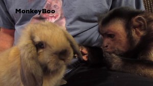 32K views · 1.8K reactions | HAPPY EASTER! Check out this awesome video of MonkeyBoo meeting the Easter Bunny! They're both SO CUTE! What's your favorite holiday? Tell us in the comments and SHARE MonkeyBoo with a friend! | MonkeyBoo | Facebook