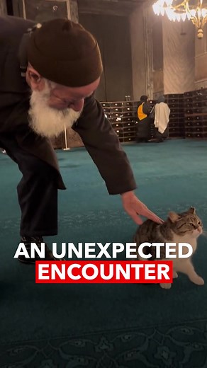 15K views · 281 reactions | A #Turkish man has gone viral for his reaction to a cat that he came across inside the Hagia Sophia Mosque this week. #hagiasophiamosque #hagiasophia #ramadan #anews | A News | Facebook