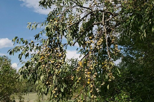 American Persimmon Trees For Sale | Wildtree.co Wildlife Nursery