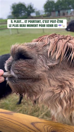 La pluie en Normandie au milieu des alpagas 🦙 ☔️