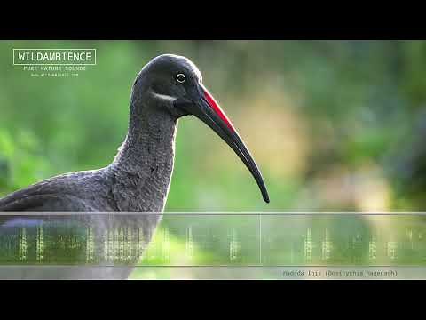 Hadada Ibis Call & Sounds - Loud, raucous calls of the Hadeda Ibis