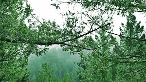 On the Trail of Bigfoot, makes it’s debut on streaming avenues and DVD this Friday, March 29th. Shot over the course of 2018, the 6 episode series was filmed in 14 different states and features over 20 interviews with witnesses, investigators, historians, and researchers. On the Trail of Bigfoot, walks viewers through the history of the Bigfoot phenomenon starting with the earliest known reports of apelike creatures in the 1800s and brings them all the way up through the modern day. Director, wr