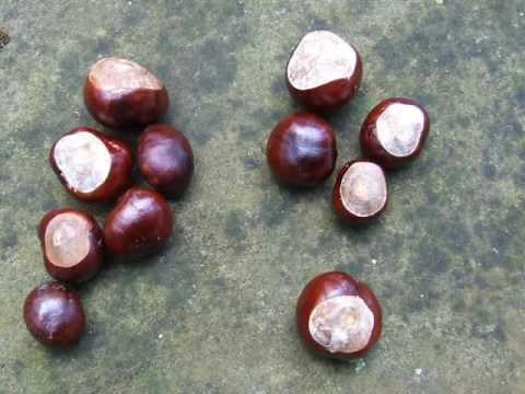 Aesculus hippocastanum