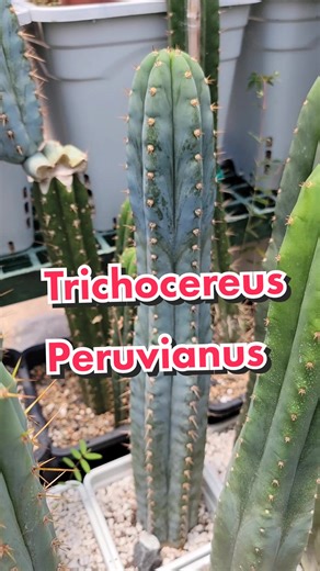 cullinbeesgarden on TikTok