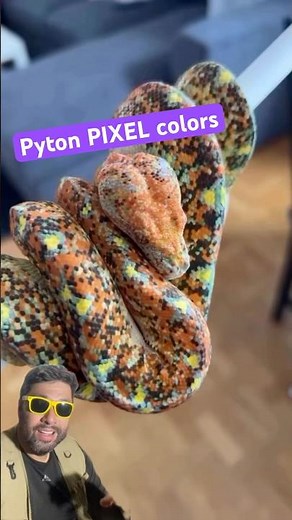 Morelia viridis - Green tree python bred in captivity has vibrant colors.