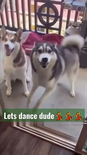 Siberian Husky | Happy Dog #siberianhusky #husky #huskylovers #happydog #dance