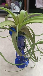 How to care for Giant Air Plant houseplant growth guide #plant #gardening #plants #tutorial