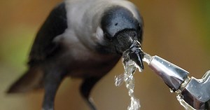 Top 10 des animaux les plus intelligents | Articles on WatchMojo.com