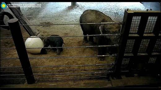 Baby elephant Linh Mai makes debut at National Zoo