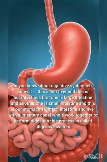 how does digestive system works #science #fact
