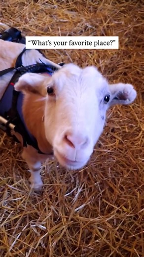 Meet Lolli, a brave and kindhearted girl who lost both back feet and the tips of her ears to frostbite after being born on a freezing January day. Despite every obstacle, Lolli never gave up. Through surgeries, prostheses, and the help of her wheelchair, she continues to run and play with joy, proving that strength isn’t about how you look, but how fiercely you live and love. Today, Lolli zooms around the barnyard with her mom Minnie Mae and dad Merlin by her side, enjoying every moment of love,