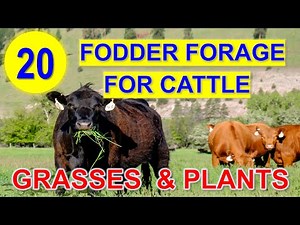 20 Best Source of Fodder for Cattle | Forage Grasses and Plants | Kumpay sa Baka