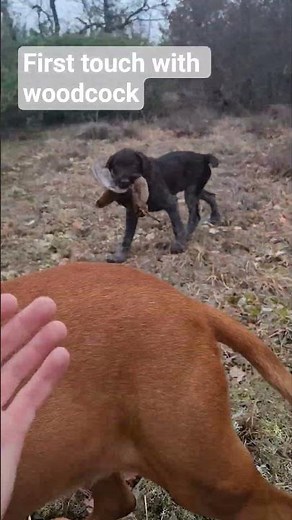 German wirehaired pointer first touch with woodcock in the field 3MO #woodcockhunting #hunting