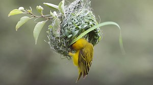 2.1K views · 68 reactions | Weaver Birds are nature's architects!  Using only their beaks and feet, they create nests out of plant material, carefully threading and weaving the material into a solid structure. | Empowers Africa | Facebook