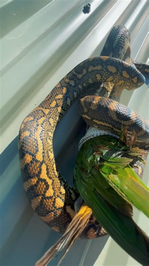 The sneaky snake gets the bird 🦜… This Carpet Python had a very successful day on the hunt, snagging himself a lorikeet up on a roof in Caboolture this arvo. Giffo got up there and relocated him once he was finished with his feed to go digest out in the bush 🐍 | Sunshine Coast Snake Catchers 24/7