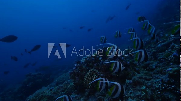 An incredible underwater landscape of joy and calmness with a school of black and white striped Angelfish swimming in the foreground of the vibrant hard corals.