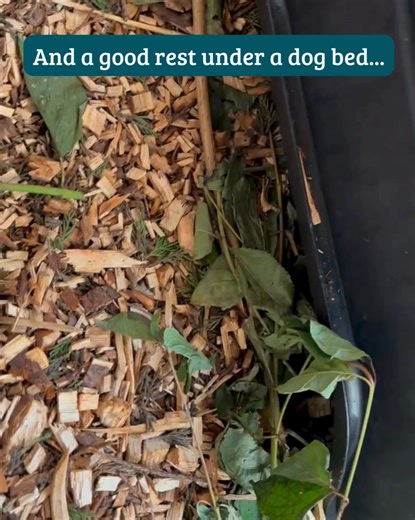 3.5K views · 144 reactions |  Meet our newest little arrivals! Not...