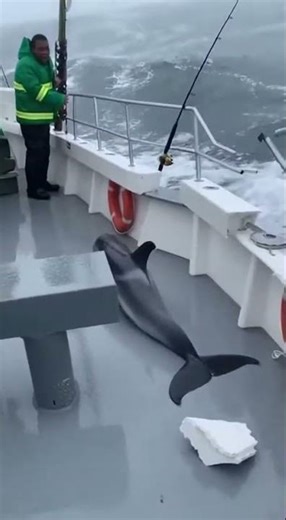 Dolphin Impact Explodes Stern Barrier