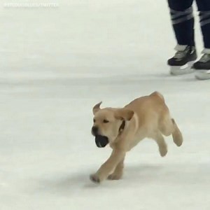 1.7M views · 23K reactions | It's National Puppy Day, which means it's time to celebrate the good dogs in sports  (via St. Louis Blues, Atlanta United FC, Carolina Hurricanes) | ESPN | Facebook