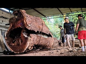 Sawing down a rotten, massive 1,000-year-old rain tree! Uncovering an impossible discovery inside