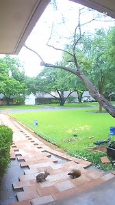 Rabbit v. squirrel: The adorable showdown we've all been waiting for. Susan Ann Sackett-Wilk in Dallas put some corn outside her door, expecting to attract perhaps some ducks and other animals. She did not expect the ruckus that ensued last week when a squirrel and a rabbit both had eyes on the prize. Follow us for daily dose of squirrels 😍😍 📸Repost :@fox9 Please DM for credit/removal (All rights® are reserved & belong to their respective owners) #squirrel #squirrelfriends #squirrelfanworld #