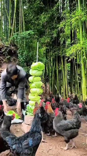 Chicken Feeding That Saves Feed & Builds Stronger Chickens! #ChickenFarming #PoultryTips