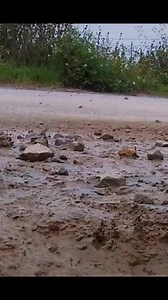 209K views · 1.2K reactions | Barn swallow build nest using wet mud and small dry sticks every birds use different materials to build nest.#bird#swallow#nests#egg#nature#wildlife#photography#videography#animals#reels#facebook#dira#saha# | Dira Saha | Facebook