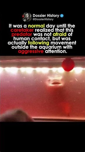 The Fish Lunged At Humans