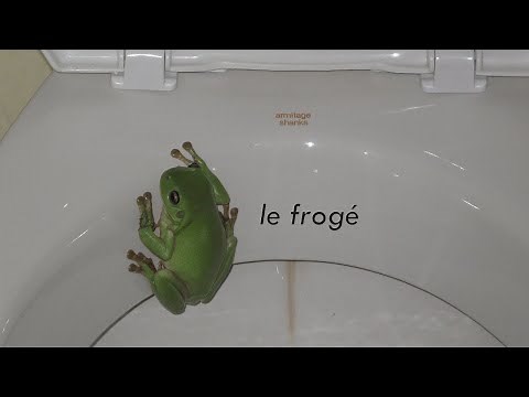le frogé