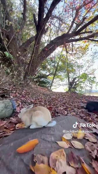 Explore Okunoshima Island: Bunny Paradise in Japan