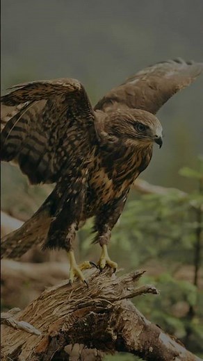 🦅 Hawk is a predatory, sharp-eyed bird—agile, powerful, and graceful in flight#Hawk#Hawks
