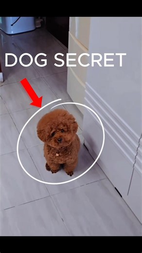 Why Puppies Tilt Their Head 🐶 (The Reason Is Adorable!)