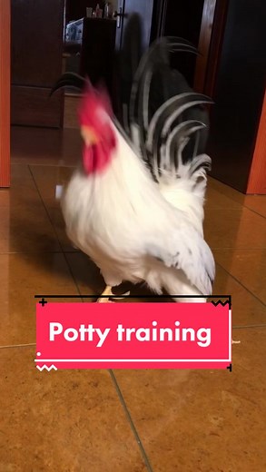 Effective Potty Training Tips for Chickens