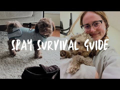 SPAY SURVIVAL GUIDE | What to expect & how to keep calm