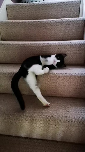Otto doesn't get much of the limelight, he's not one to tap cows on the nose. So I thought I'd share a shirt video of him playing with his small mouse toy on the stairs. It's his favourite game, me throwing mice up the stairs for him to go crazy with. He much less kitten now at 8mths old. #mrotto #otto #tuxedokitten #tuxedocat #catrescue #catsofinstagram #kitten #littlethings #kittenmadness #catplay #happycat | Nimanoma - Naomi Southon