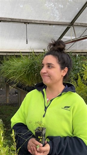 2.6K views · 26 reactions | It’s nearly time…  National Tree Day is around the corner! Join our community on Sunday 27 July to help plant more than 3,000 young indigenous plants.  Sunday 27 July, 10.00am to 12.00pm  Mullum Mullum Reserve Register now: manningham.vic.gov.au/national-tree-day | Manningham Council | Facebook