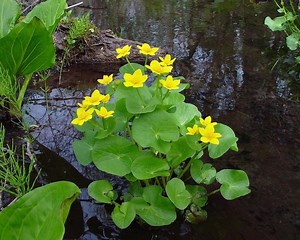 Caltha - Alchetron, The Free Social Encyclopedia