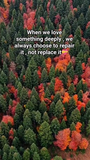 Autumn Forest Colors 🍂 | Relaxing Nature Scenery#love #nature #naturelovers