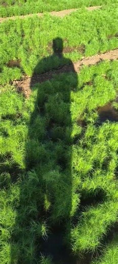 Nature’s Green Lace 🌿✨"#farming #bamboo1 #jira
