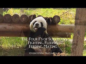 The Four F's of Survival: Fighting, Fleeing, Feeding, Mating