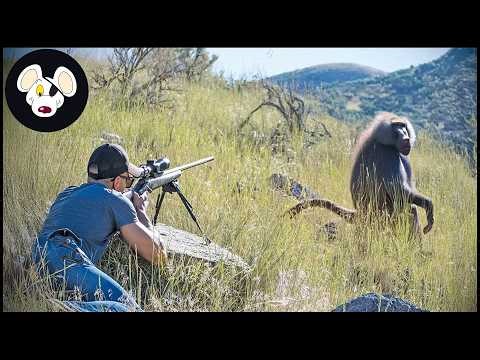 Amazing! South Africa’s Wild Hunt – The Battle Against Rampaging Monkeys and Baboons