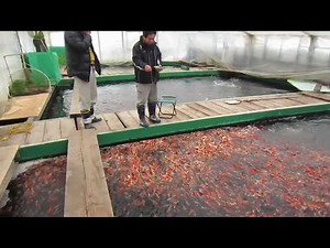 THE TRUTH ABOUT KOI FISH... (How They're Made) 😳