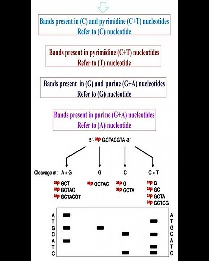 Steps of Maxam-Gilbert Sequencing Method Part-2 #geneticteacher