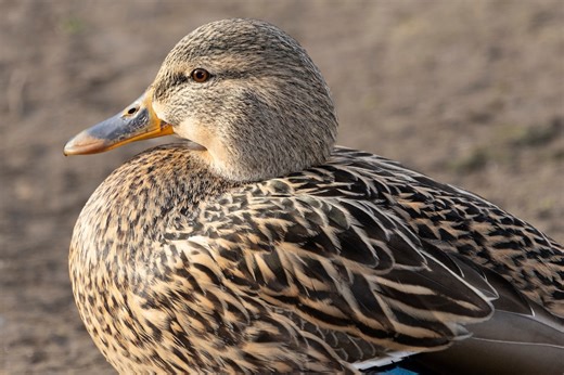 Broody Duck Attempts to Hatch Turkey and Chicken Eggs After Stealing Them From Other Nests