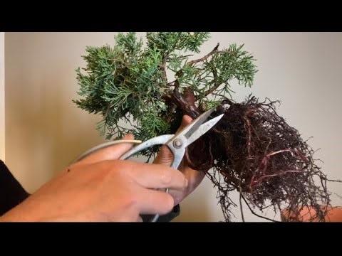 Juniper Shimpaku. Root Work and Repotting.