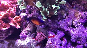 This stunning Coral Beauty is one of the many captive bred fish offered from Biota Aquariums. We spotted it last week at the Global Pet Expo and was amazed by its brilliant coloration. It's great to see so many more marine fish being successfully bred and raised within the industry! | Current-USA