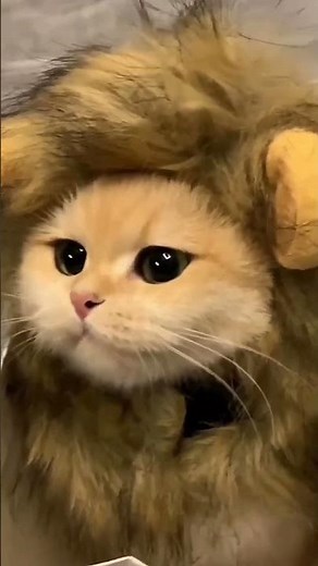 DIY Cute Lion Costume Tutorial - Step-by-Step Guide! 😺🦁
