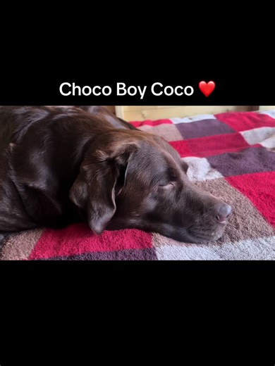 Coco the Chocolate Lab's Favorite Hobby